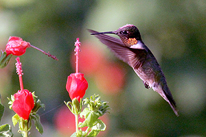 Ruby-throated Hummingbird